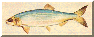 herring.jpg (10944 bytes)